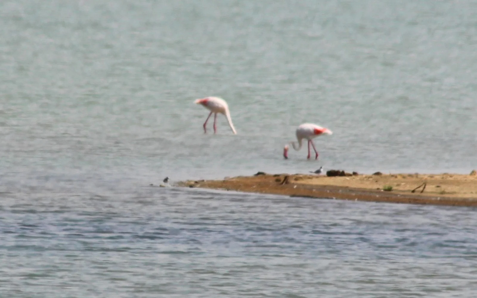 Flamencos en las Salinas de Cabo de Gata