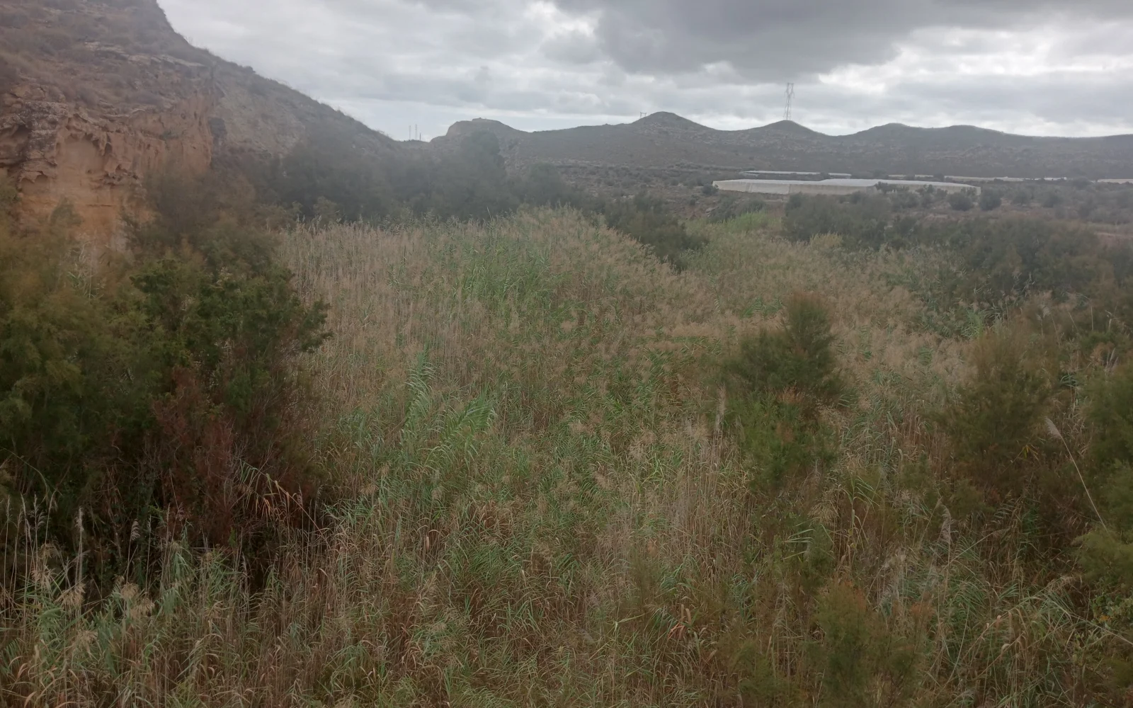 Cauce y vegetación del Río Alías en Carboneras